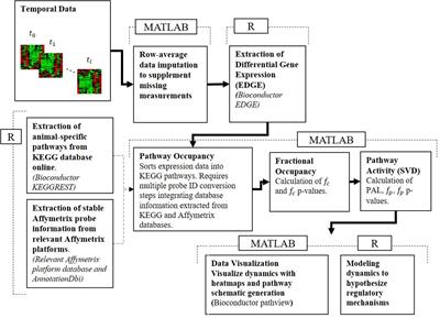 Modeling Pathway Dynamics of the Skeletal Muscle Response to Intravenous Methylprednisolone (MPL) Administration in Rats: Dosing and Tissue Effects